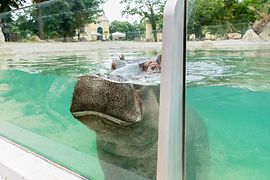 Hippopotamus in the pond behind a glass panel