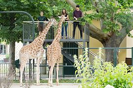 Two giraffes at Schönbrunn Zoo being fed by people