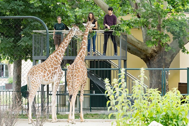 Два жирафа в зоопарке Шёнбрунн, которых кормят посетители