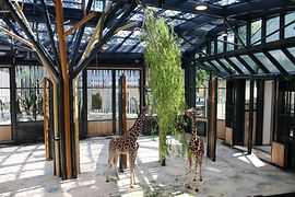 Két zsiráf levelet legel a Schönbrunni állatkert új zsiráfházában