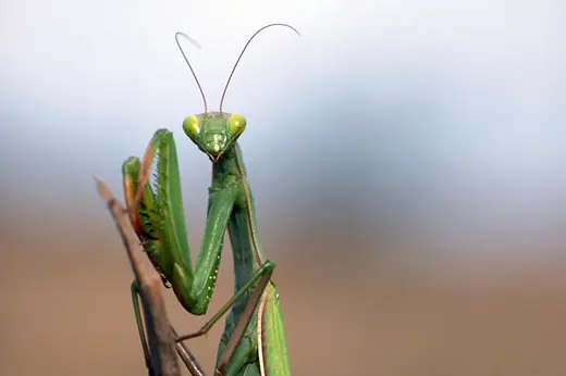 Praying mantis