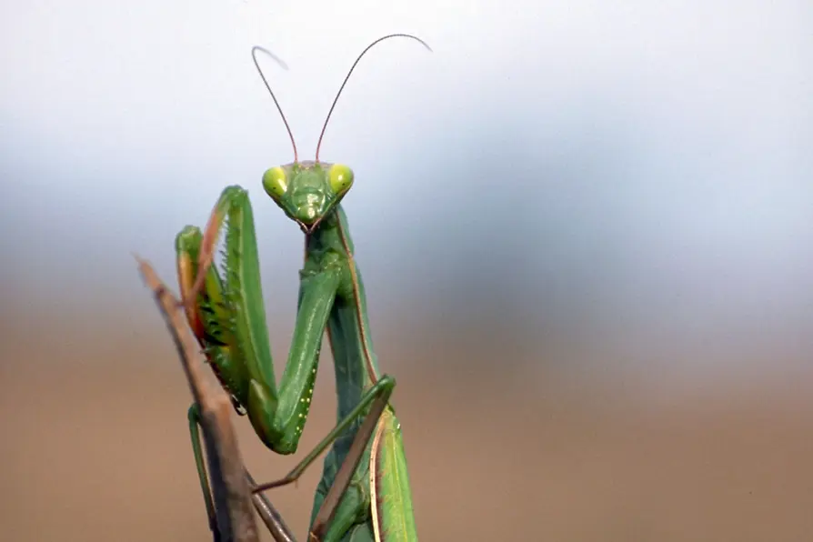 Praying mantis
