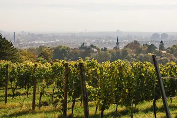 Vinohrad 