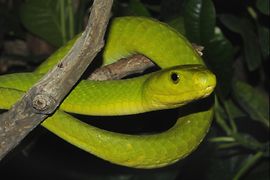 Green mamba in the House of the Sea