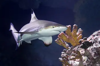 Shark in the Aqua Terra Museum