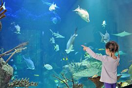 Дом моря, ребенок перед аквариумом