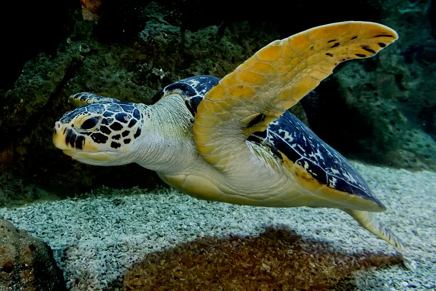 Turtles swimming