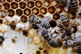 Honigwabe mit Bienen