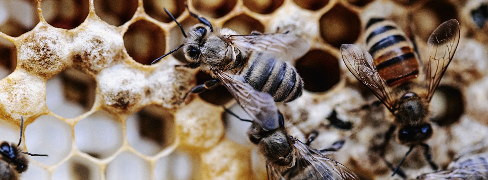 Cadre de miel avec abeilles
