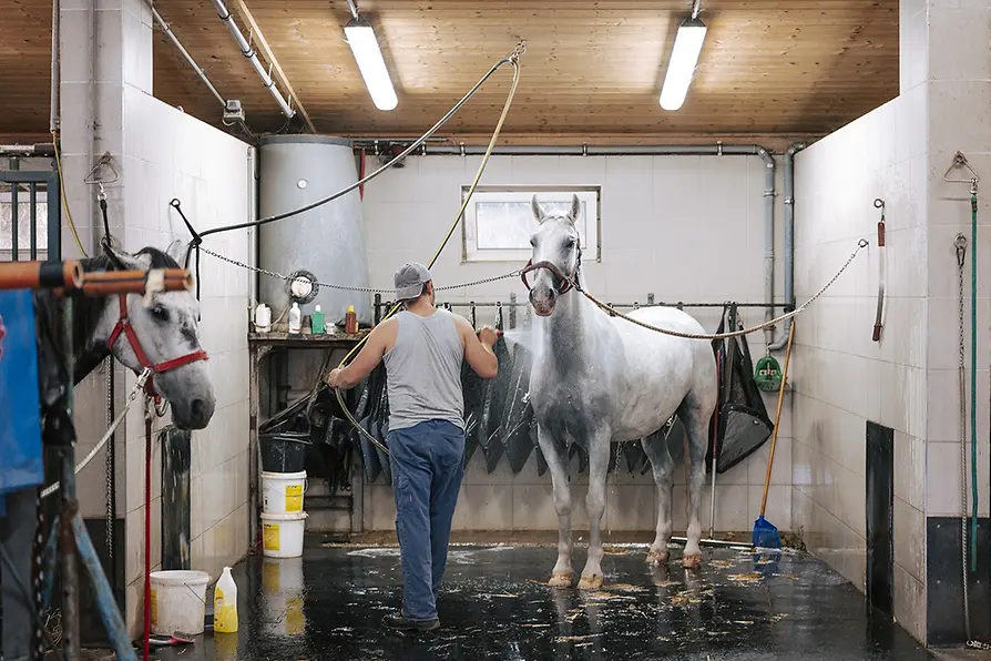 Fiakerpferde im Stall
