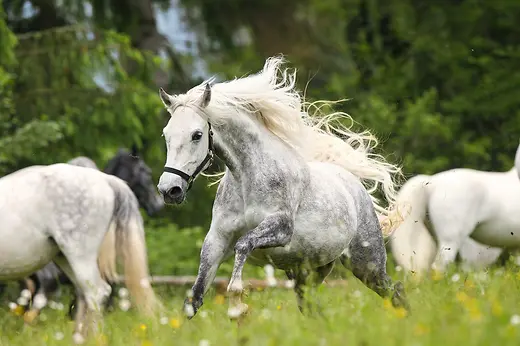 Lipizzaner der Spanischen Hofreitschule auf der Weide