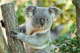 Koala Wirri Wirri 2020 Tiergarten Schönbrunn