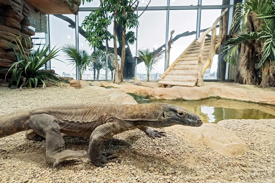 海の家（海洋館）のコモドオオトカゲ