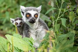 Pui de lemurian cu mama sa în Grădina Zoologică Schönbrunn 