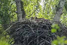 Jóvenes pigargos en el nido