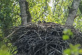 Junge Seeadler im Nest