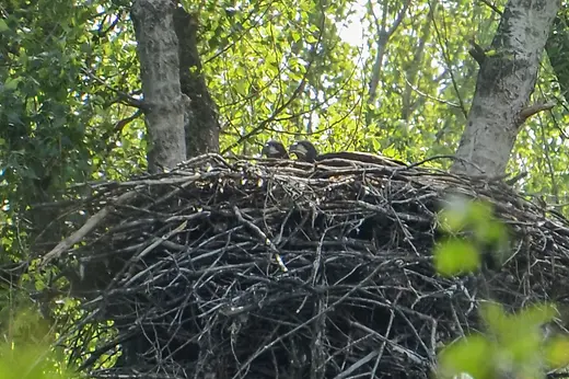 Young birds