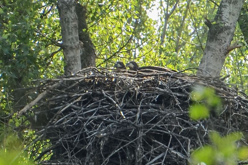 Junge Seeadler im Nest