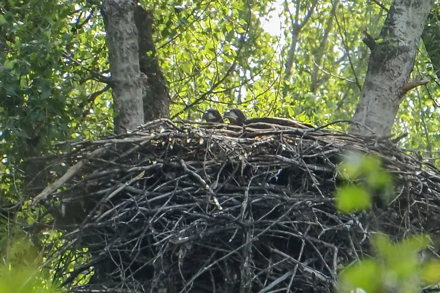 Young birds