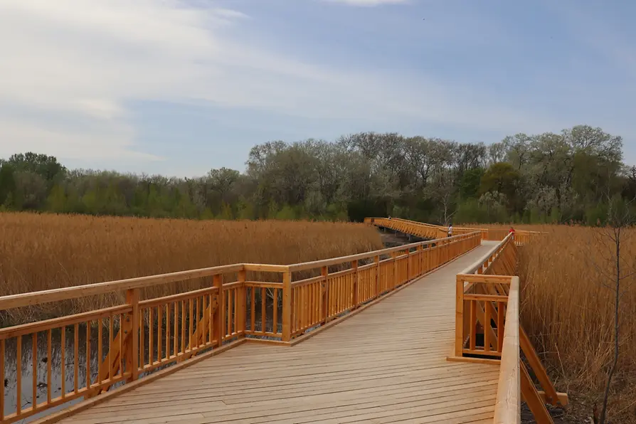 The Josefsteg leads through a reed bed