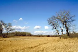 Paesaggio golenale