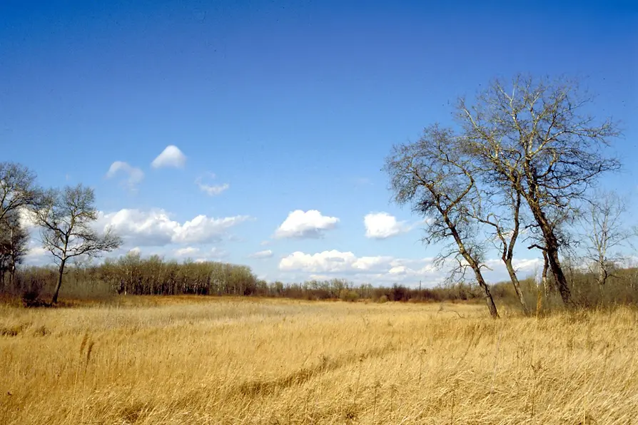 Meadowland