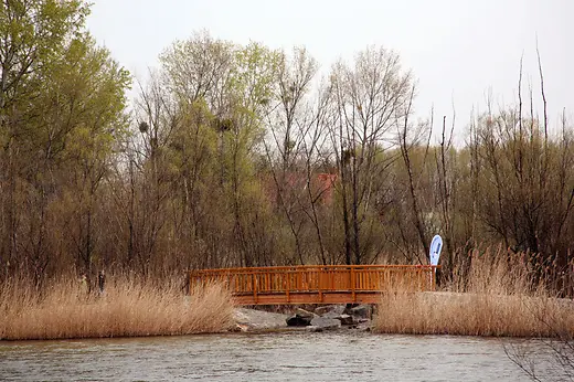Bridge over reed bed