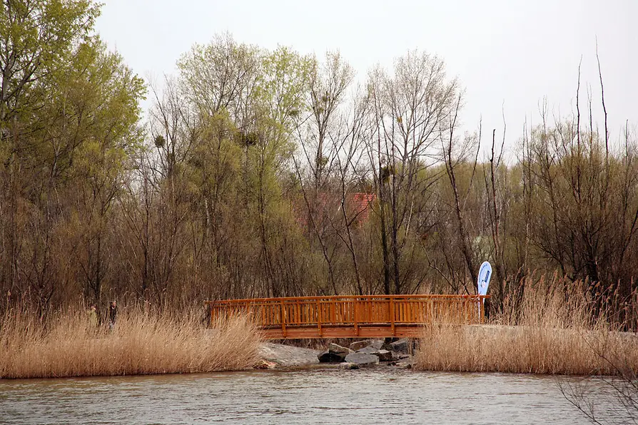 Bridge over reed bed