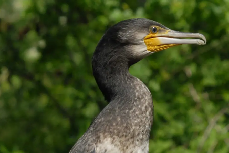 Cormorant