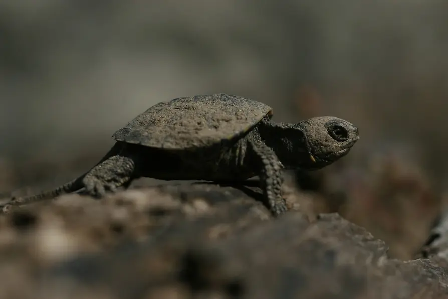 Pond Turtle