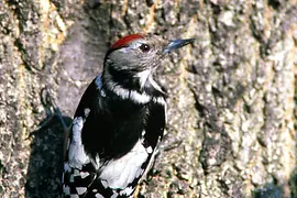 Picchio rosso mezzano