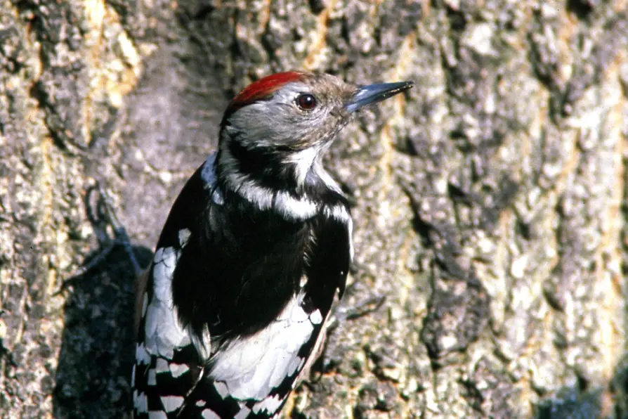 Woodpecker
