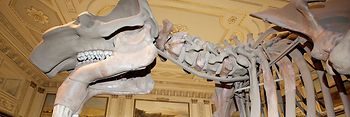 Skelett eines Hauerelefanten