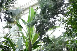 Pflanzen im Palmenhaus Schönbrunn