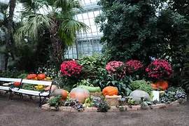 Pflanzen und Kürbisse im Palmenhaus Schönbrunn