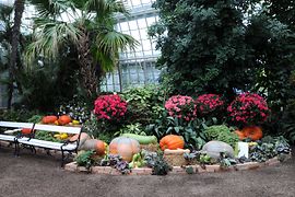 Plants and pumpkins in the Schönbrunn Palm House
