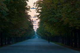 Main avenue (Hauptallee) in Prater park in the early morning 