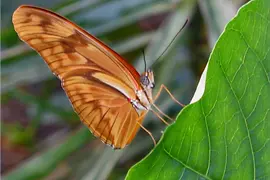 Schmetterling im Schmetterlinghaus im Burggarten