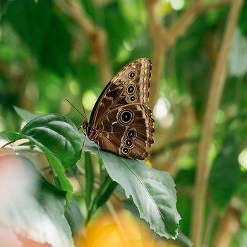 Schmetterling im Schmetterlinghaus im Burggarten