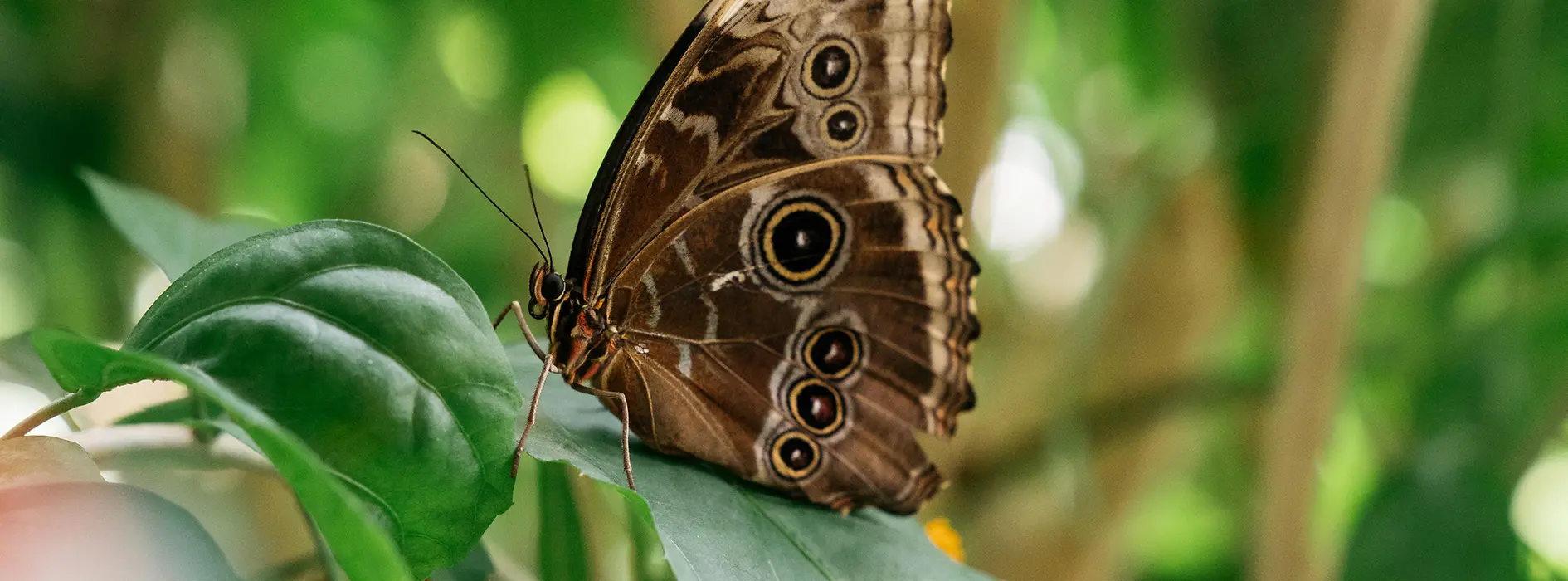 Schmetterling im Schmetterlinghaus im Burggarten