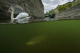 Schwan auf dem Wienfluss und Fisch unter Wasser