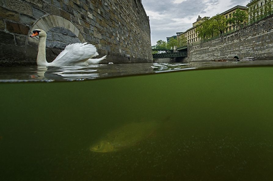 Cisne en el río Viena y pez bajo el agua