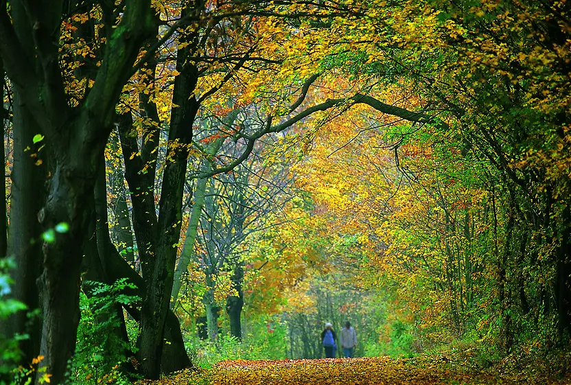 Schwarzenbergpark in fall