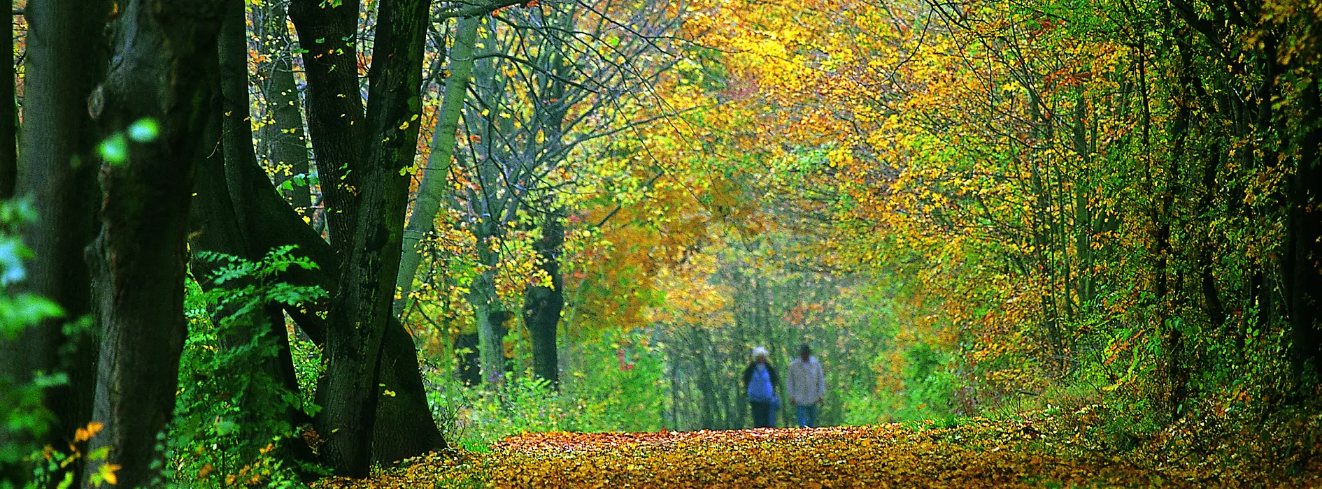 Schwarzenbergpark in fall