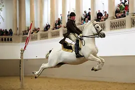 Spanish Riding School, Lipizzaners, rider jumping