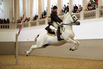 Scuola di Equitazione spagnola, lipizzani, cavaliere durante un salto