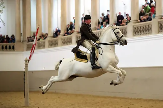 スペイン馬術学校のリピッツァ馬、騎手による飛躍