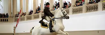 Испанская школа верховой езды, лошадь липицианской породы, всадник в прыжке