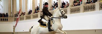 Hiszpańska Dworska Szkoła Jazdy, koń lipicański, skaczący jeździec