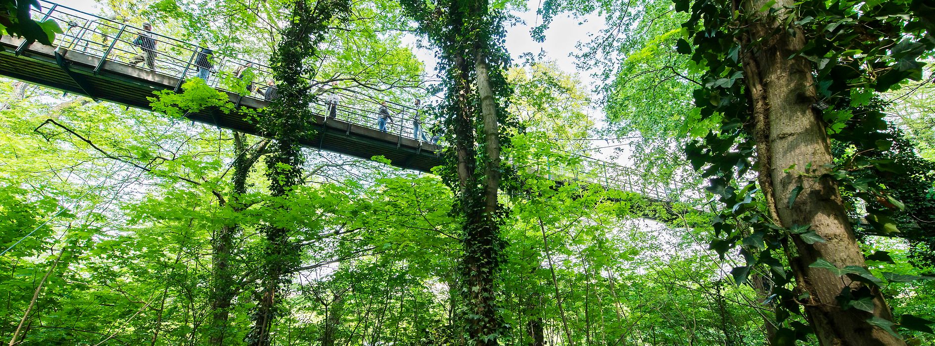 Suspension bridge and trees along the nature experience trail in Schönbrunn Zoo 